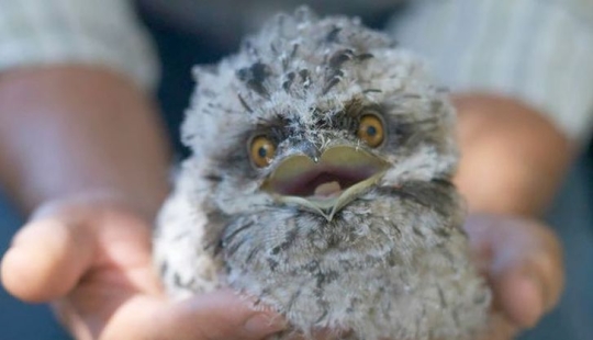 Aves que parecen búhos pero no lo son