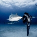 Bailando con tiburones tigre Bailando con tiburones tigre