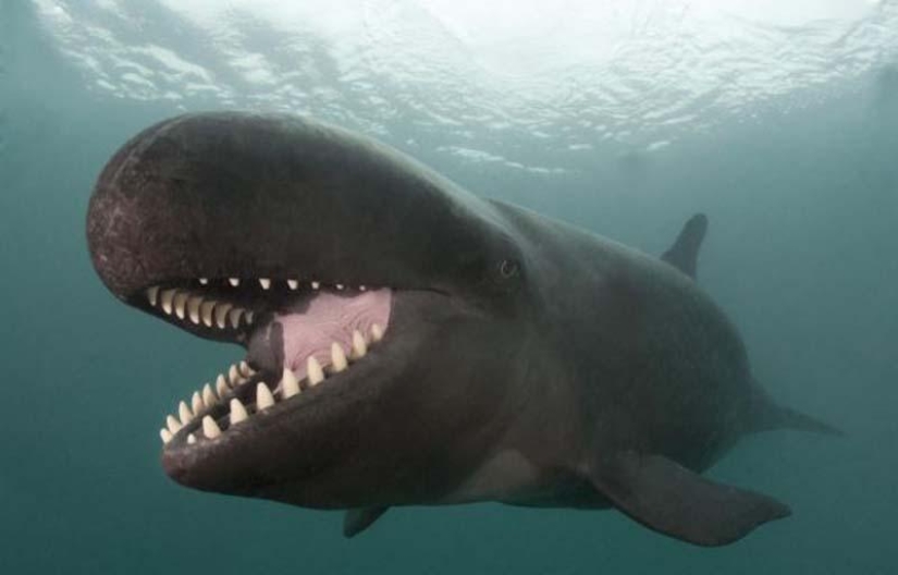 ballena sonriente