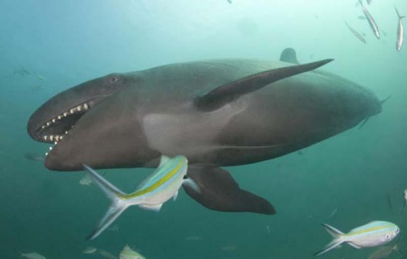 ballena sonriente