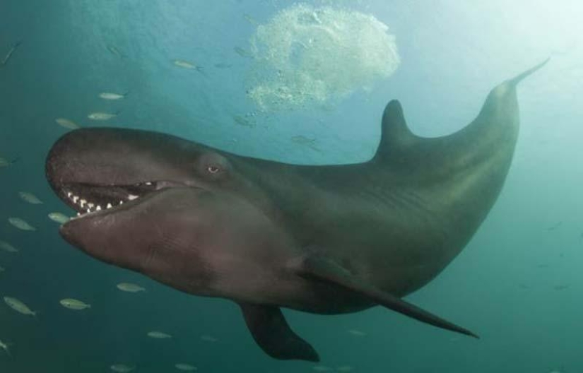 ballena sonriente