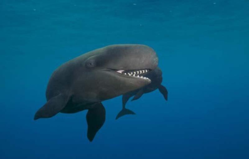 ballena sonriente