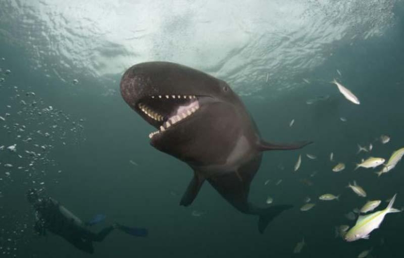 ballena sonriente