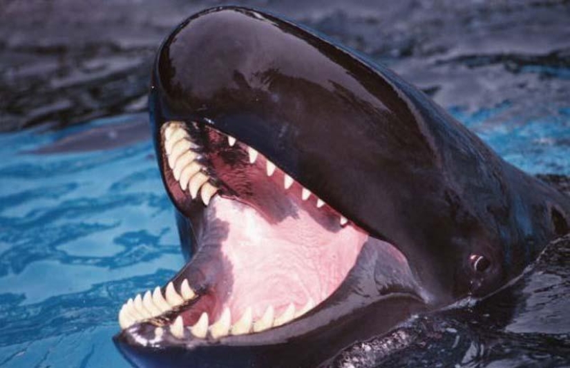 ballena sonriente