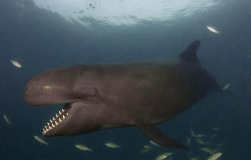 ballena sonriente