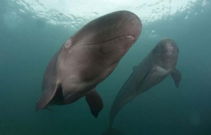 ballena sonriente