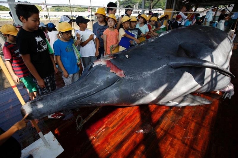 Balleneros japoneses masacraron a una ballena frente a una multitud de escolares
