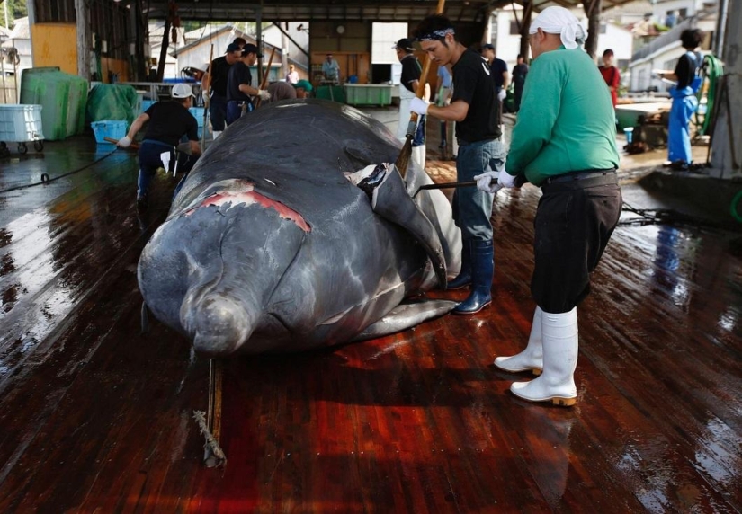 Balleneros japoneses masacraron a una ballena frente a una multitud de escolares