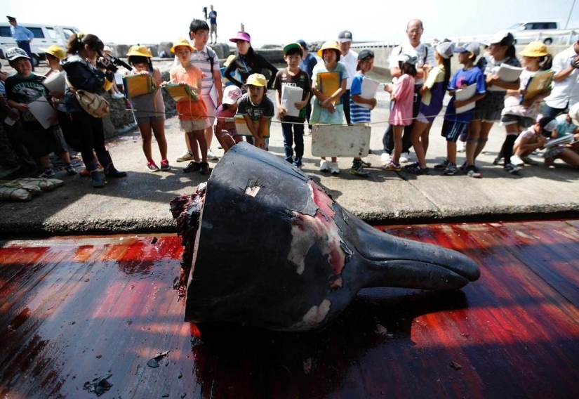 Balleneros japoneses masacraron a una ballena frente a una multitud de escolares