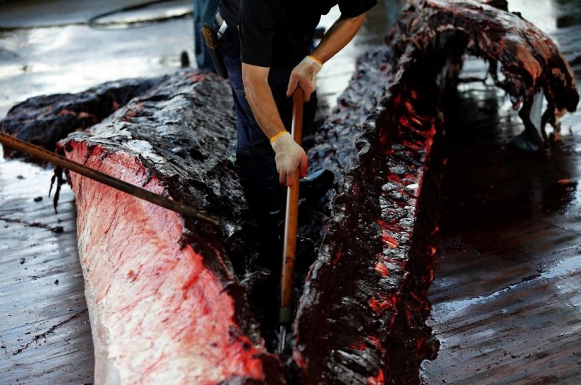 Balleneros japoneses masacraron a una ballena frente a una multitud de escolares