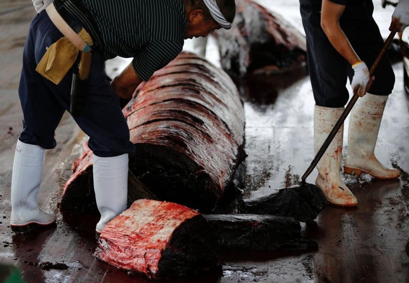 Balleneros japoneses masacraron a una ballena frente a una multitud de escolares