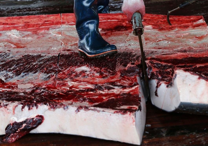 Balleneros japoneses masacraron a una ballena frente a una multitud de escolares