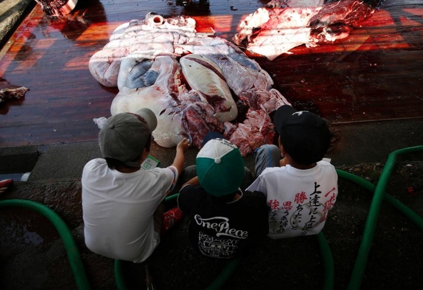 Balleneros japoneses masacraron a una ballena frente a una multitud de escolares