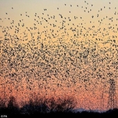 Ballet en el cielo: los estorninos volaron a Gran Bretaña