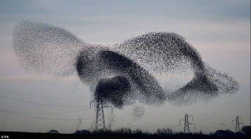 Ballet in the sky - starlings flew to Britain