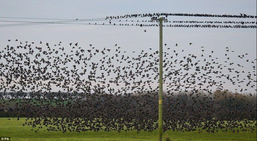 Ballet in the sky - starlings flew to Britain