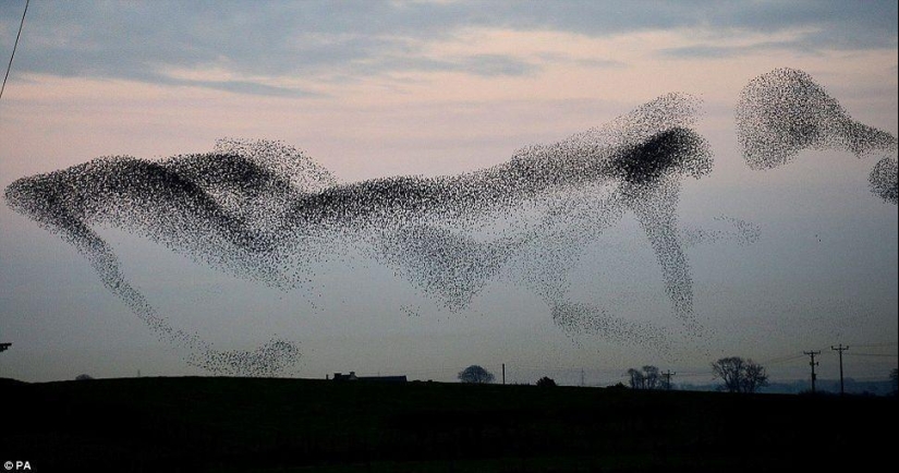 Ballet in the sky - starlings flew to Britain