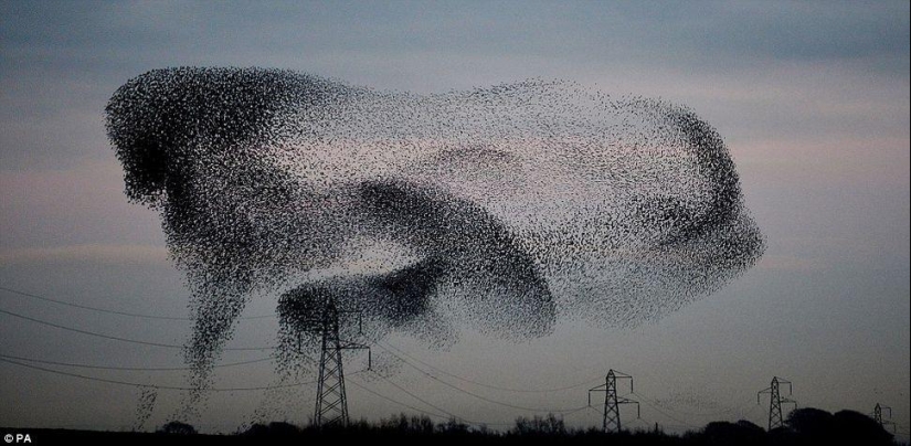 Ballet in the sky - starlings flew to Britain