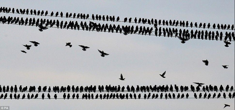 Ballet in the sky - starlings flew to Britain