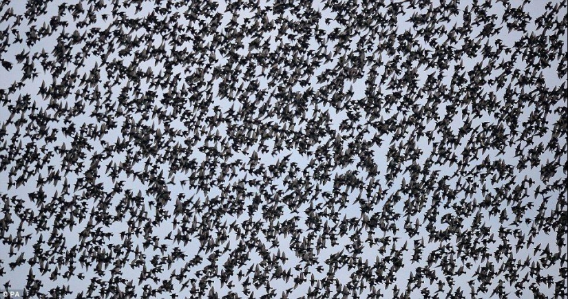 Ballet in the sky - starlings flew to Britain