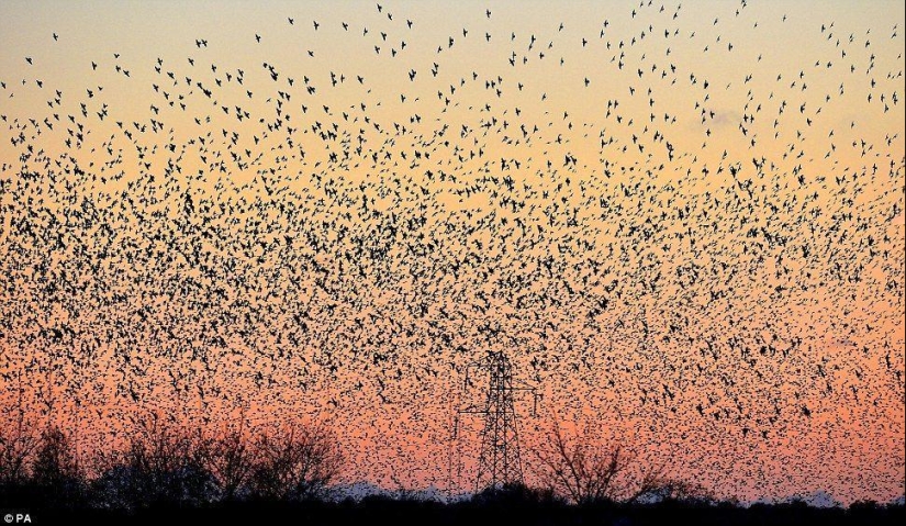 Ballet in the sky - starlings flew to Britain