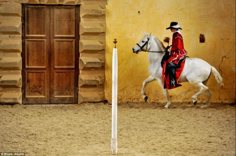 Ballet school for horses