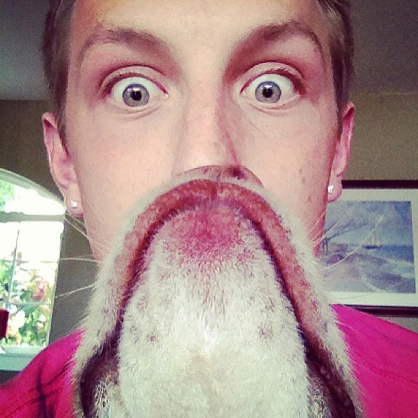 barbas de perro