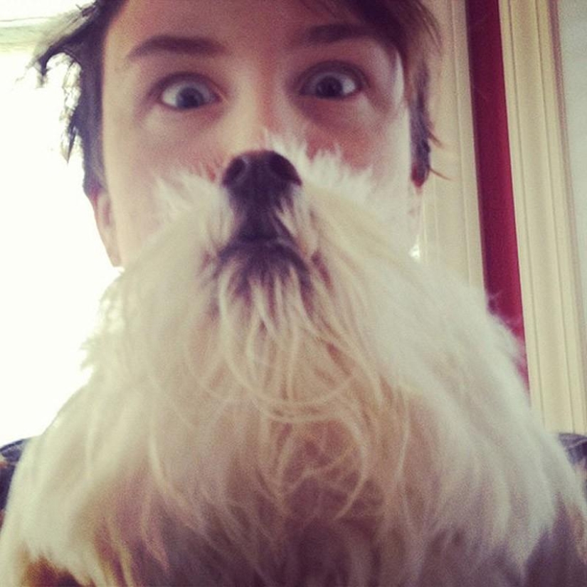 barbas de perro