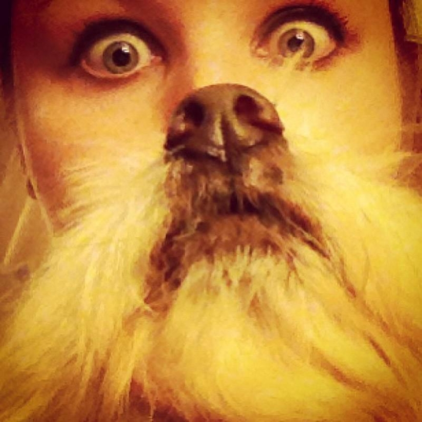 barbas de perro
