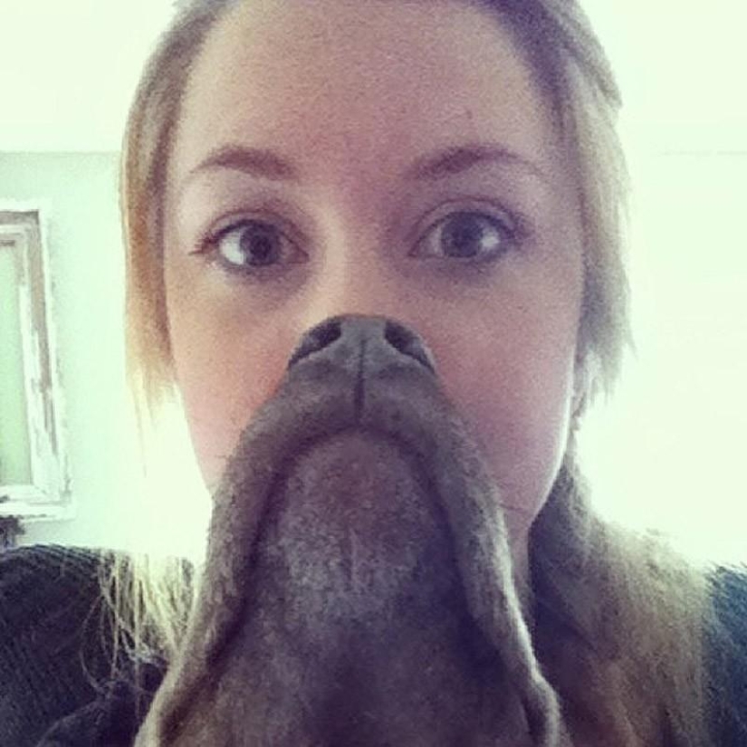 barbas de perro