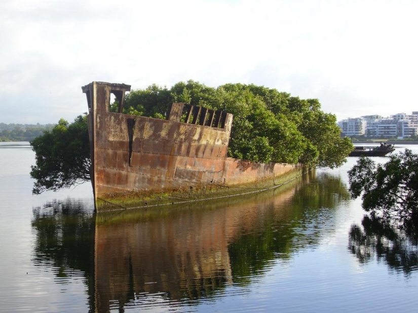 Barco abandonado SS Ayrfield - bosque de manglar flotante Barco abandonado SS Ayrfield - bosque de manglar flotante