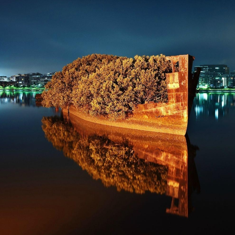 Barco abandonado SS Ayrfield - bosque de manglar flotante Barco abandonado SS Ayrfield - bosque de manglar flotante