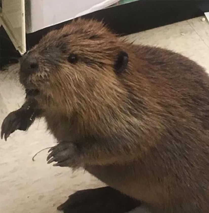 Beaver — the thief of Christmas