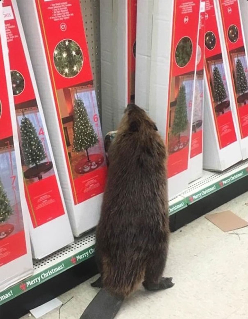 Beaver — the thief of Christmas