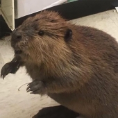 Beaver — the thief of Christmas