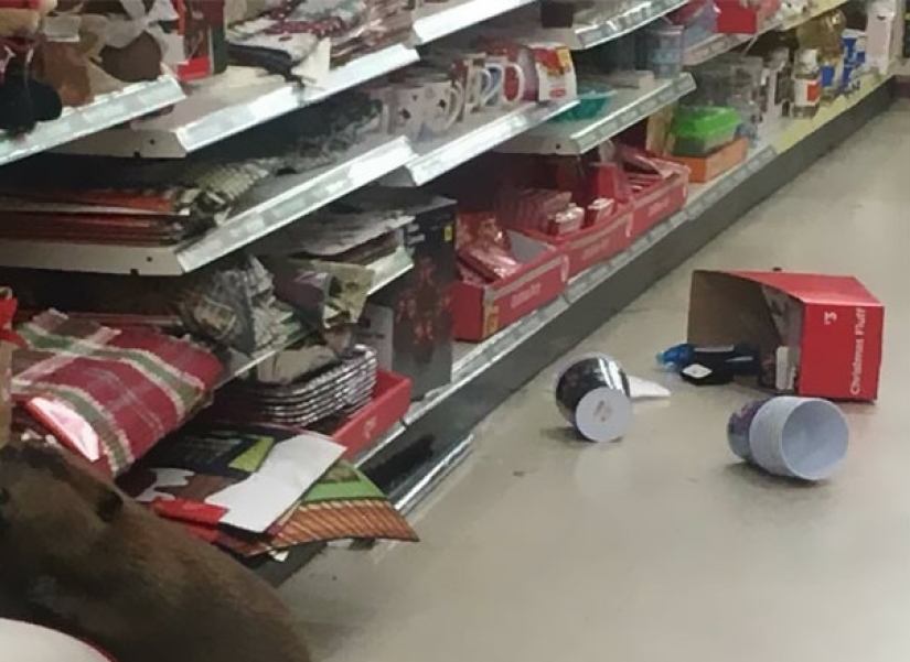 Beaver — the thief of Christmas