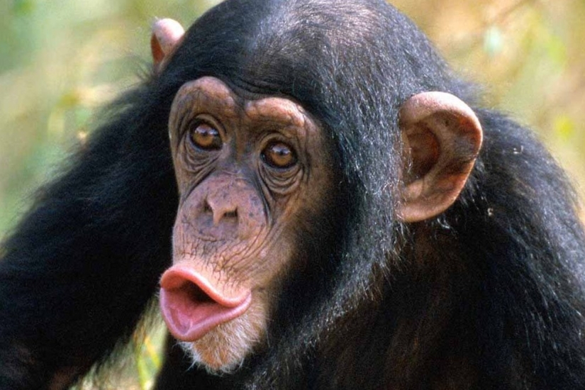 &quot;Beethoven was a tough guy, I answer&quot;