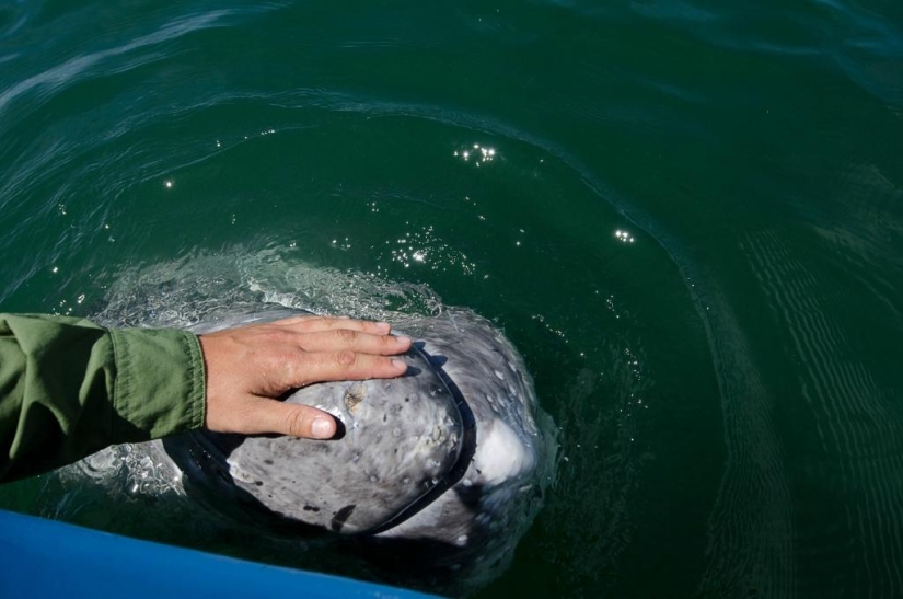 besa a la ballena