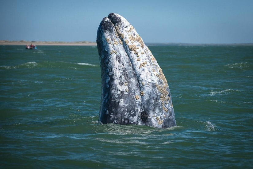 besa a la ballena
