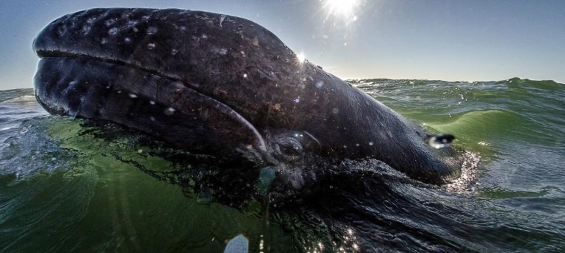 besa a la ballena