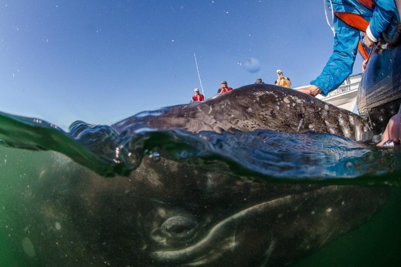 besa a la ballena