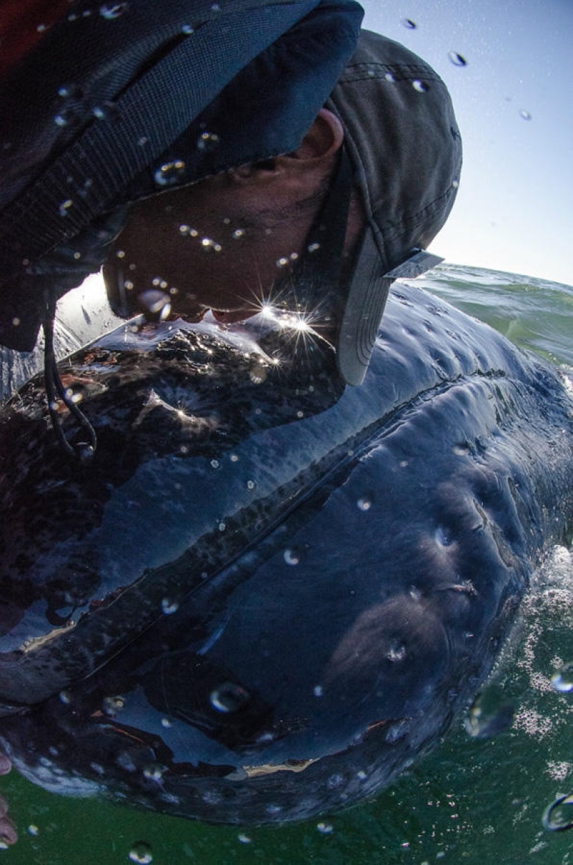 besa a la ballena
