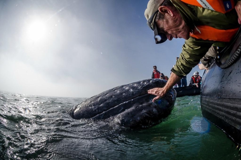 besa a la ballena
