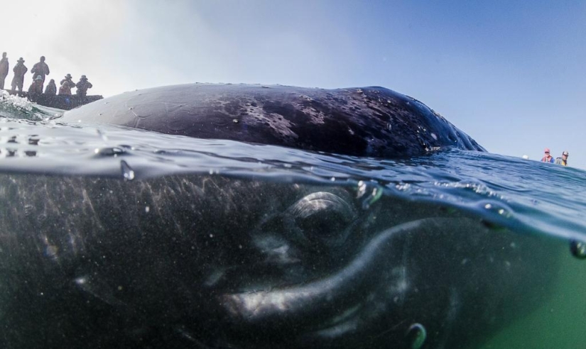 besa a la ballena
