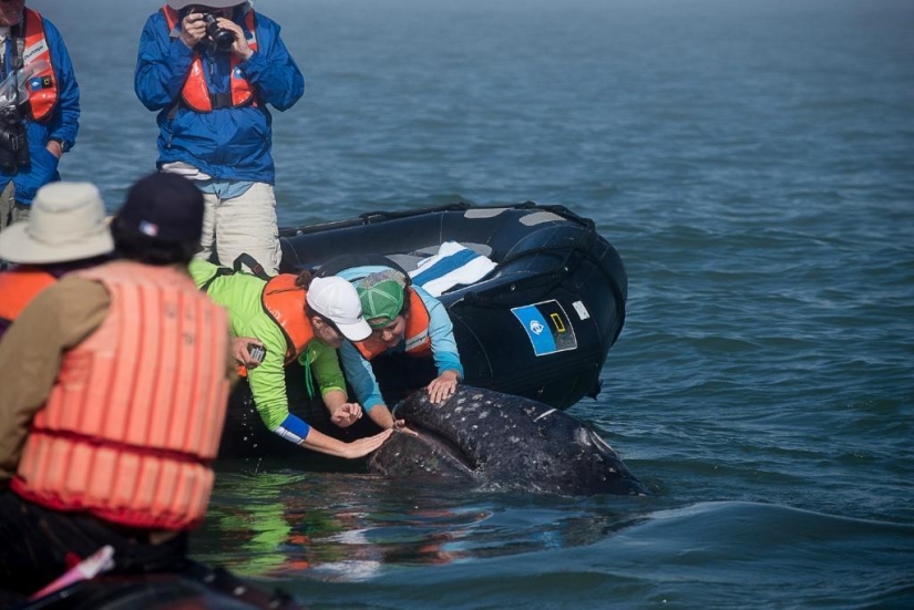 besa a la ballena