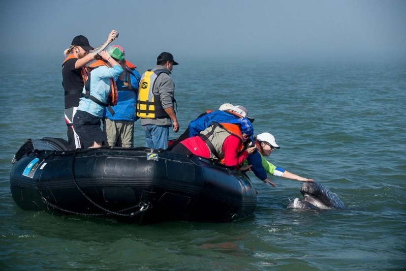 besa a la ballena