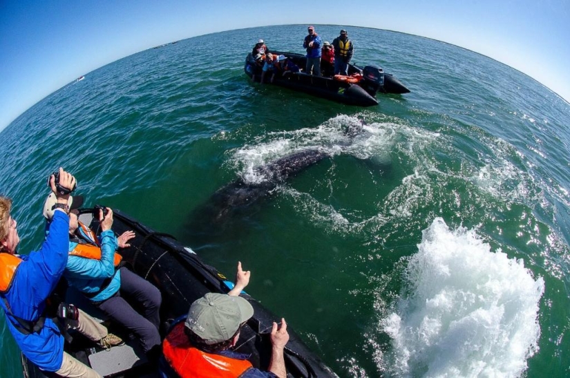 besa a la ballena