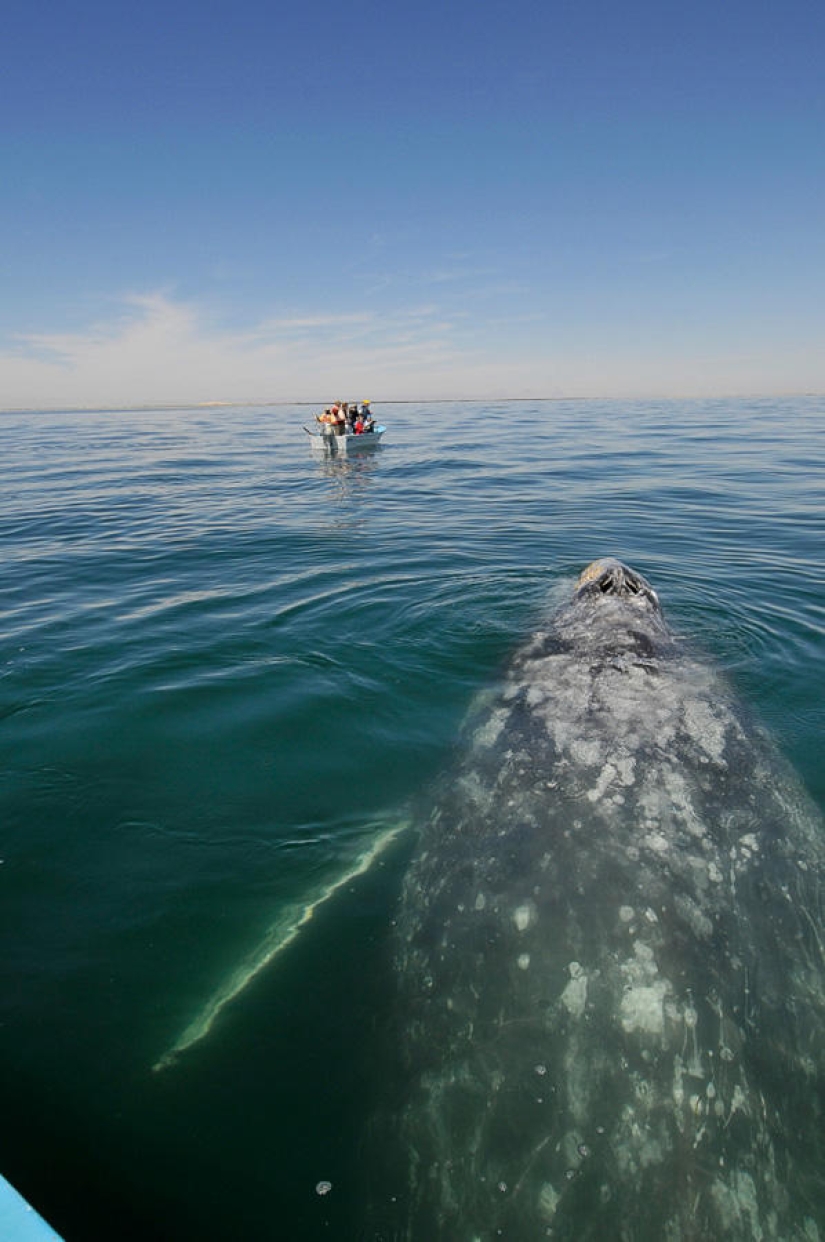 besa a la ballena