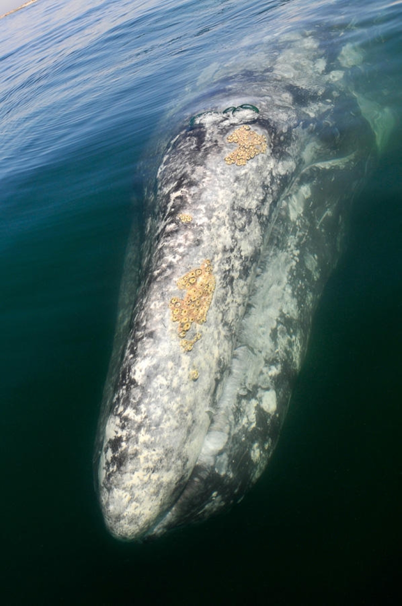 besa a la ballena