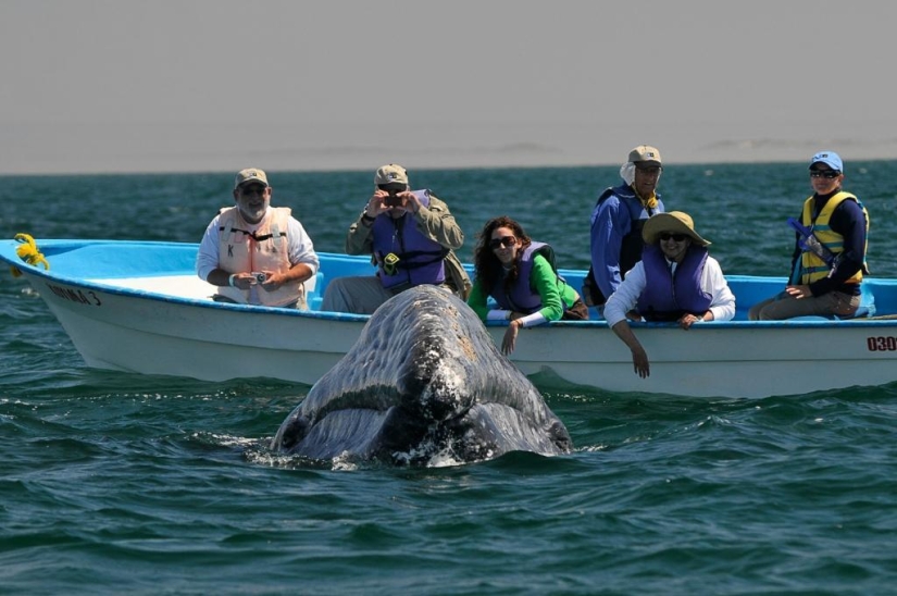 besa a la ballena